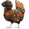 https://www.americanbreeder.com/images/com_adsmanager/categories/2764cat_t.jpg