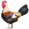 https://www.americanbreeder.com/images/com_adsmanager/categories/2768cat_t.jpg