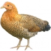 https://www.americanbreeder.com/images/com_adsmanager/categories/2777cat_t.jpg