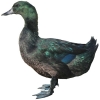 https://www.americanbreeder.com/images/com_adsmanager/categories/2778cat_t.jpg