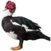 https://www.americanbreeder.com/images/com_adsmanager/categories/2780cat_t.jpg