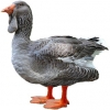 https://www.americanbreeder.com/images/com_adsmanager/categories/2784cat_t.jpg