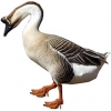 https://www.americanbreeder.com/images/com_adsmanager/categories/2785cat_t.jpg
