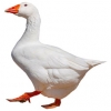 https://www.americanbreeder.com/images/com_adsmanager/categories/2786cat_t.jpg
