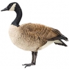 https://www.americanbreeder.com/images/com_adsmanager/categories/2788cat_t.jpg