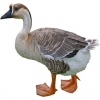 https://www.americanbreeder.com/images/com_adsmanager/categories/2789cat_t.jpg