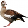 https://www.americanbreeder.com/images/com_adsmanager/categories/2790cat_t.jpg