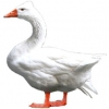https://www.americanbreeder.com/images/com_adsmanager/categories/2791cat_t.jpg