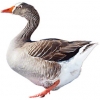 https://www.americanbreeder.com/images/com_adsmanager/categories/2792cat_t.jpg