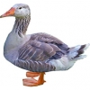 https://www.americanbreeder.com/images/com_adsmanager/categories/2793cat_t.jpg