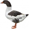 https://www.americanbreeder.com/images/com_adsmanager/categories/2794cat_t.jpg