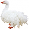 https://www.americanbreeder.com/images/com_adsmanager/categories/2795cat_t.jpg