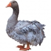 https://www.americanbreeder.com/images/com_adsmanager/categories/2796cat_t.jpg