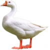 https://www.americanbreeder.com/images/com_adsmanager/categories/2797cat_t.jpg