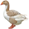 https://www.americanbreeder.com/images/com_adsmanager/categories/2798cat_t.jpg