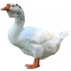 https://www.americanbreeder.com/images/com_adsmanager/categories/2799cat_t.jpg