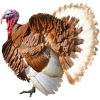 https://www.americanbreeder.com/images/com_adsmanager/categories/2803cat_t.jpg