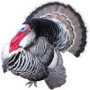 https://www.americanbreeder.com/images/com_adsmanager/categories/2805cat_t.jpg