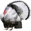 https://www.americanbreeder.com/images/com_adsmanager/categories/2806cat_t.jpg