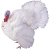 https://www.americanbreeder.com/images/com_adsmanager/categories/2807cat_t.jpg