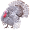 https://www.americanbreeder.com/images/com_adsmanager/categories/2808cat_t.jpg