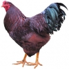 https://www.americanbreeder.com/images/com_adsmanager/categories/2812cat_t.jpg