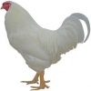 https://www.americanbreeder.com/images/com_adsmanager/categories/2813cat_t.jpg