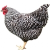 https://www.americanbreeder.com/images/com_adsmanager/categories/2815cat_t.jpg