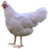https://www.americanbreeder.com/images/com_adsmanager/categories/2819cat_t.jpg