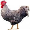 https://www.americanbreeder.com/images/com_adsmanager/categories/2821cat_t.jpg