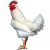 https://www.americanbreeder.com/images/com_adsmanager/categories/2823cat_t.jpg