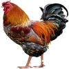 https://www.americanbreeder.com/images/com_adsmanager/categories/2824cat_t.jpg