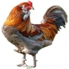 https://www.americanbreeder.com/images/com_adsmanager/categories/2825cat_t.jpg