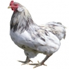 https://www.americanbreeder.com/images/com_adsmanager/categories/2826cat_t.jpg