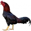 https://www.americanbreeder.com/images/com_adsmanager/categories/2827cat_t.jpg
