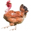 https://www.americanbreeder.com/images/com_adsmanager/categories/2831cat_t.jpg