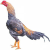 https://www.americanbreeder.com/images/com_adsmanager/categories/2834cat_t.jpg