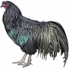 https://www.americanbreeder.com/images/com_adsmanager/categories/2836cat_t.jpg
