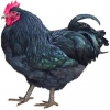 https://www.americanbreeder.com/images/com_adsmanager/categories/2839cat_t.jpg