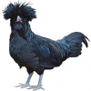 https://www.americanbreeder.com/images/com_adsmanager/categories/2843cat_t.jpg
