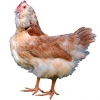 https://www.americanbreeder.com/images/com_adsmanager/categories/2844cat_t.jpg