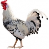 https://www.americanbreeder.com/images/com_adsmanager/categories/2845cat_t.jpg