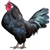 https://www.americanbreeder.com/images/com_adsmanager/categories/2847cat_t.jpg