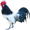 https://www.americanbreeder.com/images/com_adsmanager/categories/2848cat_t.jpg