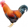 https://www.americanbreeder.com/images/com_adsmanager/categories/2852cat_t.jpg