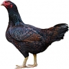 https://www.americanbreeder.com/images/com_adsmanager/categories/2854cat_t.jpg