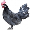 https://www.americanbreeder.com/images/com_adsmanager/categories/2861cat_t.jpg