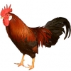 https://www.americanbreeder.com/images/com_adsmanager/categories/2863cat_t.jpg