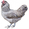 https://www.americanbreeder.com/images/com_adsmanager/categories/2869cat_t.jpg