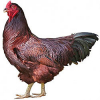 https://www.americanbreeder.com/images/com_adsmanager/categories/2871cat_t.jpg